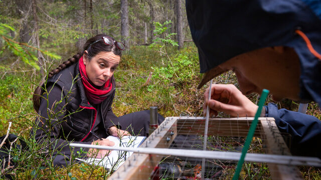 Ecosystem scientist working at a field plot