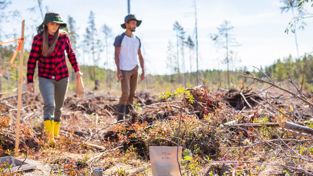 Field scientists walking through a research site