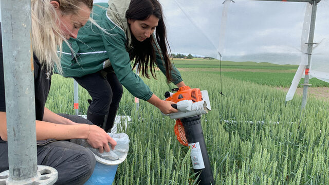 Scientists taking measurements in an agricultural field